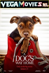 Download A Dogs Way Home (2019) Dual Audio (Hindi-English)