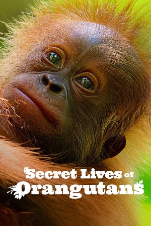 Download Secret Lives of Orangutans (2024) NF WEB-DL Dual Audio (Hindi-English)